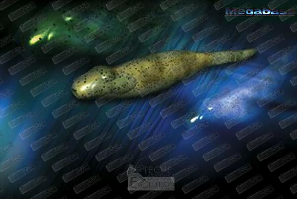 MEGABASS Hazedong 5''