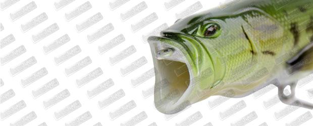 LITTLE JACK Ikaku Premium