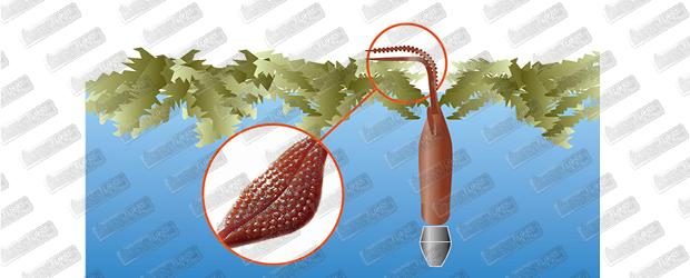 MEGABASS Dong-Path 3.5