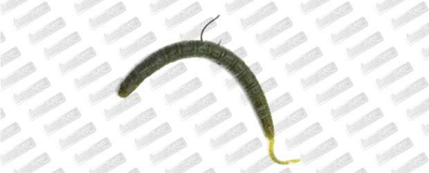 VAGABOND Meal Worm Stick 5