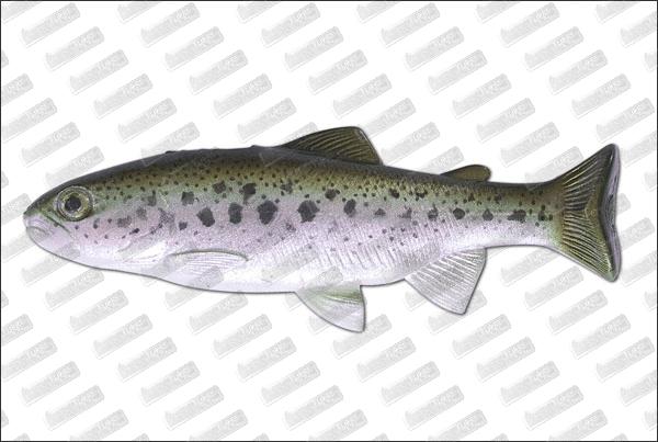 HUDDLESTON Weedless Trout 6'' ROF 12 #Trout