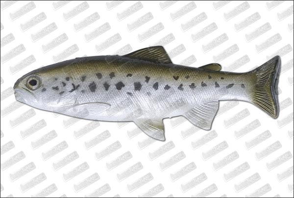 HUDDLESTON Weedless Trout 6'' ROF 12 #Baby Bass