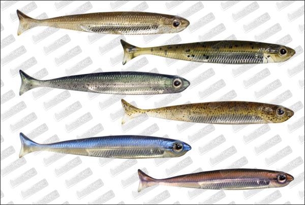 FISH ARROW Flash J Huddle 4'' #Assortiment
