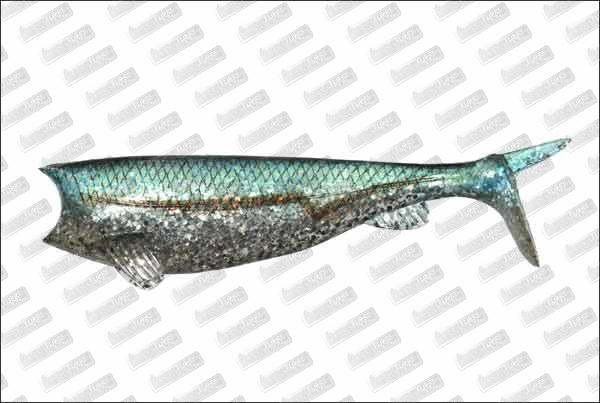 HART Absolute Soft Shad 100mm #62