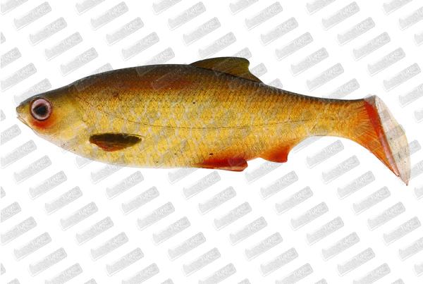 WESTIN Ricky The Roach SL #Lively Rudd