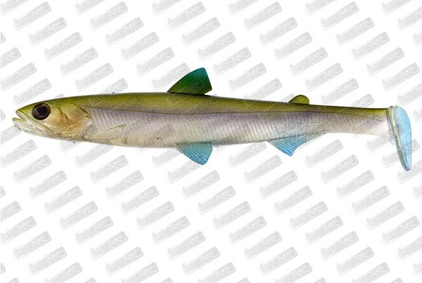 WESTIN HypoTeez ST 25cm #Smelt