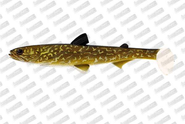 WESTIN HypoTeez ST 15cm #Natural Pike