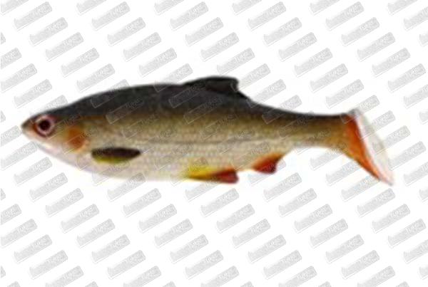 WESTIN Ricky The Roach SL #Lively Roach