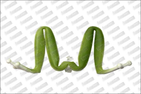 KAHARA Diving Kahara Frog Spare Leg X2 #04